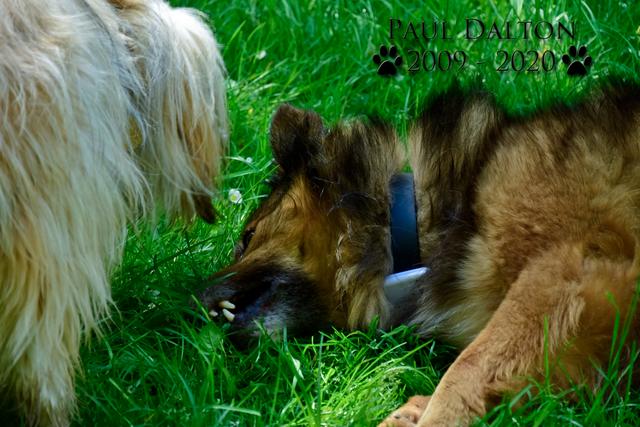 Paul Dalton 2009 - 2020, Ein Nachruf auf ein außergwöhnliches Wesen