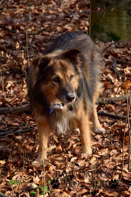Paul Dalton 2009 - 2020, Ein Nachruf auf ein außergwöhnliches Wesen