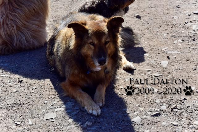 Paul Dalton 2009 - 2020, Ein Nachruf auf ein außergwöhnliches Wesen