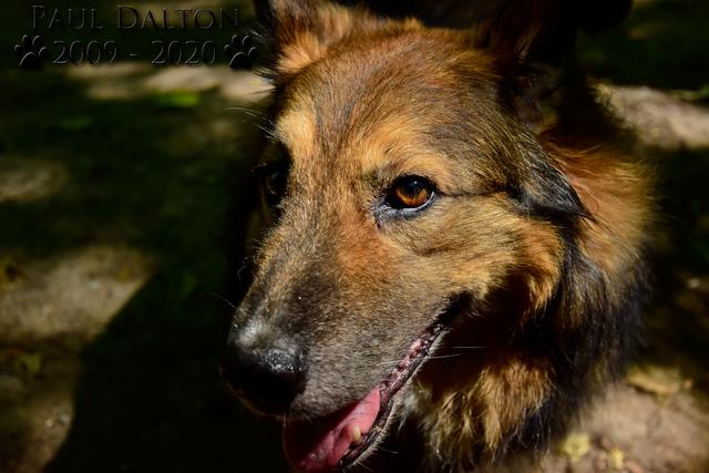 Paul Dalton 2009 - 2020, Ein Nachruf auf ein außergwöhnliches Wesen