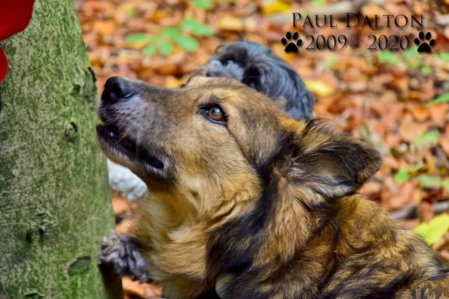 Paul Dalton 2009 - 2020, Ein Nachruf auf ein außergwöhnliches Wesen