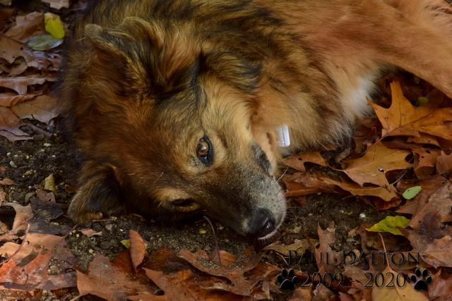 Paul Dalton 2009 - 2020, Ein Nachruf auf ein außergwöhnliches Wesen