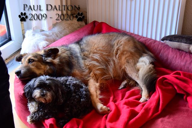 Paul Dalton 2009 - 2020, Ein Nachruf auf ein außergwöhnliches Wesen