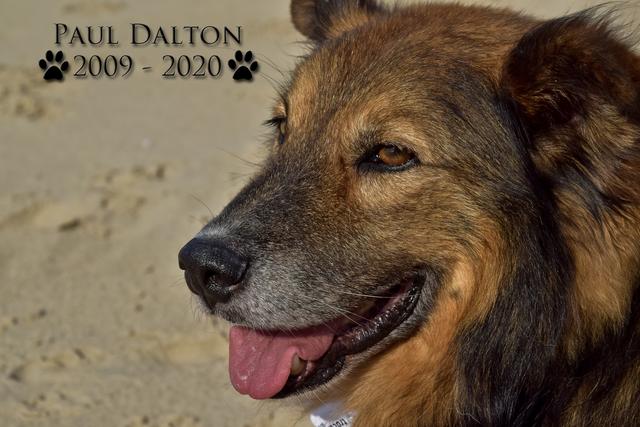 Paul Dalton 2009 - 2020, Ein Nachruf auf ein außergwöhnliches Wesen