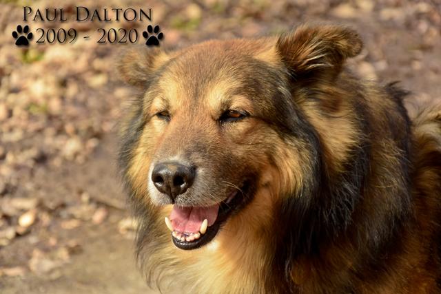 Paul Dalton 2009 - 2020, Ein Nachruf auf ein außergwöhnliches Wesen