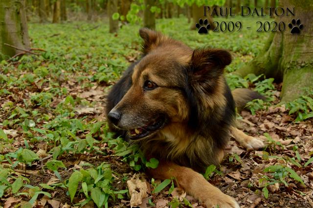 Paul Dalton 2009 - 2020, Ein Nachruf auf ein außergwöhnliches Wesen