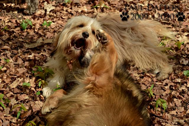 Paul Dalton 2009 - 2020, Ein Nachruf auf ein außergwöhnliches Wesen