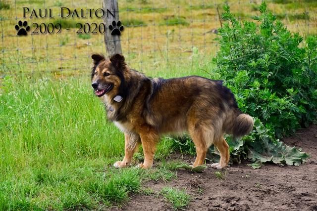 Paul Dalton 2009 - 2020, Ein Nachruf auf ein außergwöhnliches Wesen