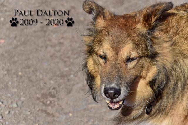 Paul Dalton 2009 - 2020, Ein Nachruf auf ein außergwöhnliches Wesen