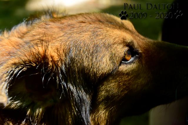 Paul Dalton 2009 - 2020, Ein Nachruf auf ein außergwöhnliches Wesen