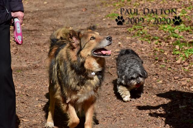 Paul Dalton 2009 - 2020, Ein Nachruf auf ein außergwöhnliches Wesen