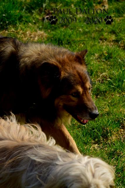 Paul Dalton 2009 - 2020, Ein Nachruf auf ein außergwöhnliches Wesen