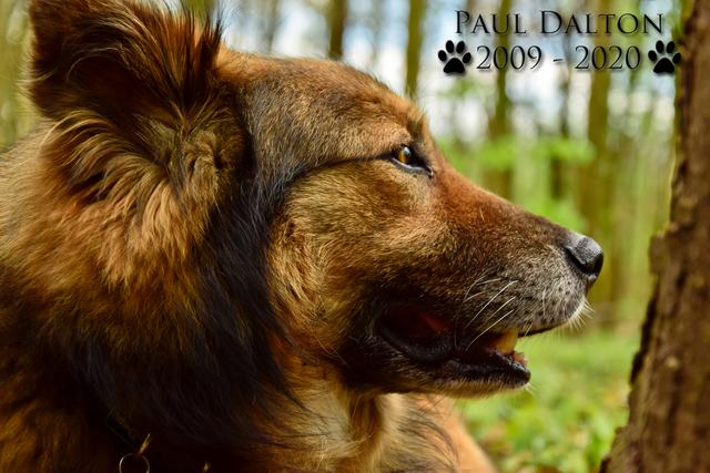 Paul Dalton 2009 - 2020, Ein Nachruf auf ein außergwöhnliches Wesen