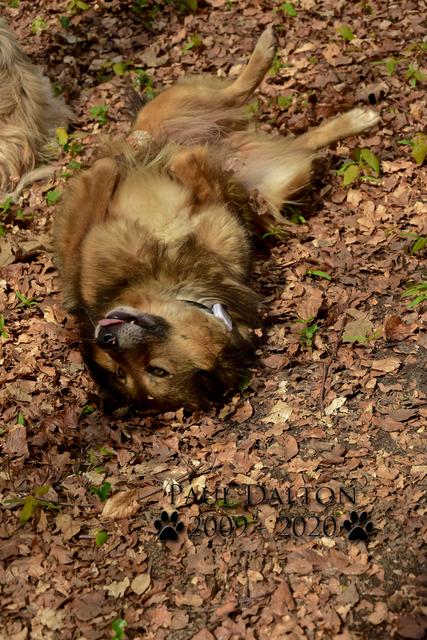 Paul Dalton 2009 - 2020, Ein Nachruf auf ein außergwöhnliches Wesen