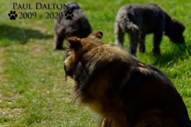 Paul Dalton 2009 - 2020, Ein Nachruf auf ein außergwöhnliches Wesen