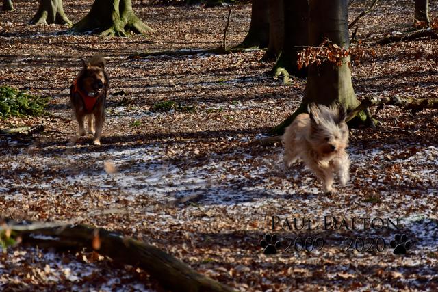 Paul Dalton 2009 - 2020, Ein Nachruf auf ein außergwöhnliches Wesen