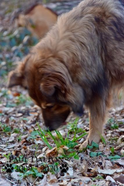 Paul Dalton 2009 - 2020, Ein Nachruf auf ein außergwöhnliches Wesen
