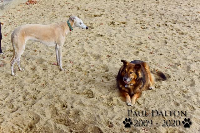 Paul Dalton 2009 - 2020, Ein Nachruf auf ein außergwöhnliches Wesen