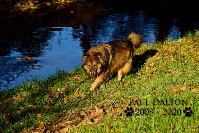 Paul Dalton 2009 - 2020, Ein Nachruf auf ein außergwöhnliches Wesen