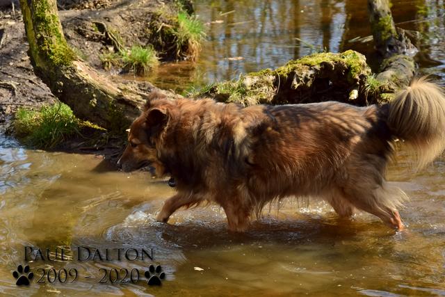 Paul Dalton 2009 - 2020, Ein Nachruf auf ein außergwöhnliches Wesen