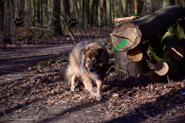 Paul Dalton 2009 - 2020, Ein Nachruf auf ein außergwöhnliches Wesen