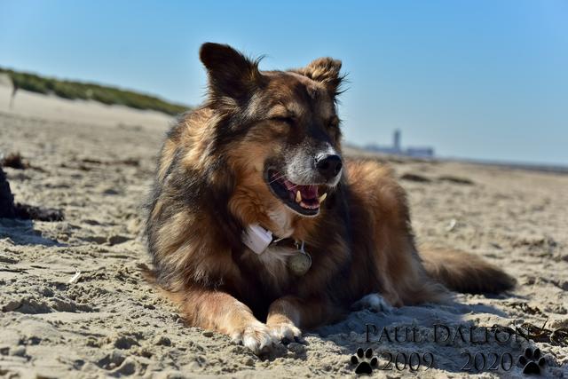 Paul Dalton 2009 - 2020, Ein Nachruf auf ein außergwöhnliches Wesen