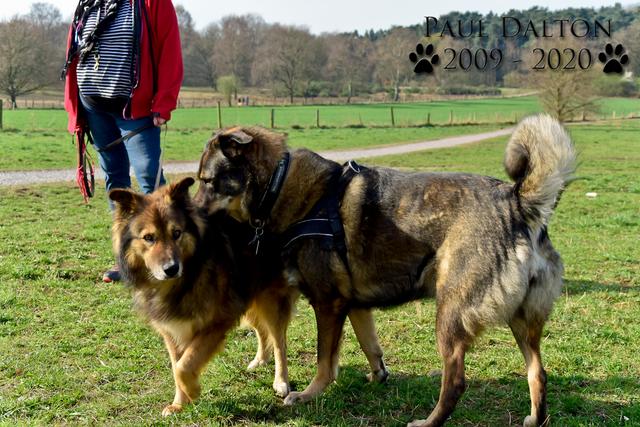 Paul Dalton 2009 - 2020, Ein Nachruf auf ein außergwöhnliches Wesen
