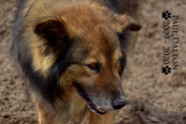 Paul Dalton 2009 - 2020, Ein Nachruf auf ein außergwöhnliches Wesen