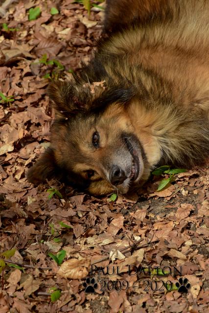 Paul Dalton 2009 - 2020, Ein Nachruf auf ein außergwöhnliches Wesen