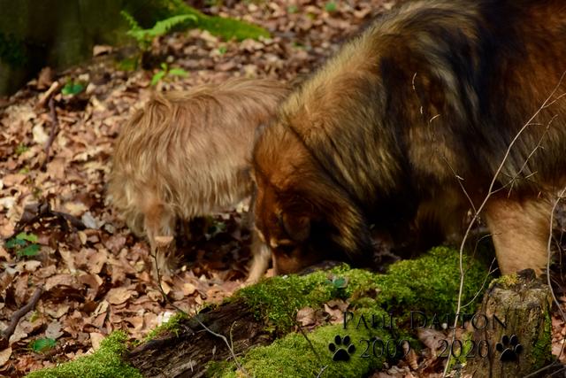 Paul Dalton 2009 - 2020, Ein Nachruf auf ein außergwöhnliches Wesen
