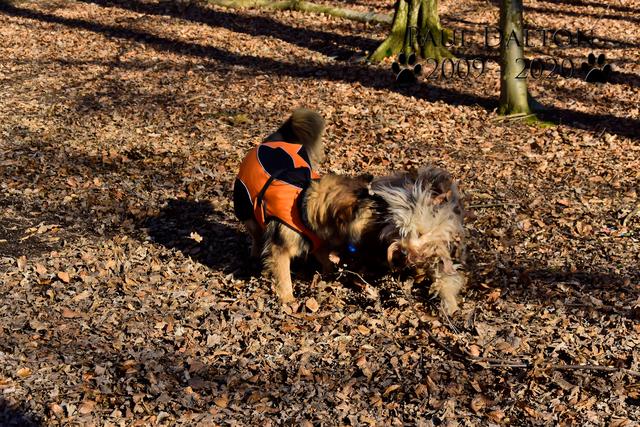 Paul Dalton 2009 - 2020, Ein Nachruf auf ein außergwöhnliches Wesen