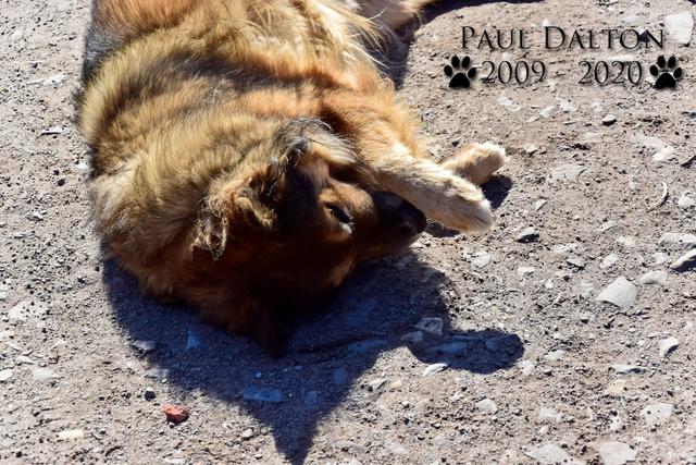 Paul Dalton 2009 - 2020, Ein Nachruf auf ein außergwöhnliches Wesen