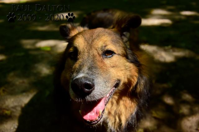 Paul Dalton 2009 - 2020, Ein Nachruf auf ein außergwöhnliches Wesen