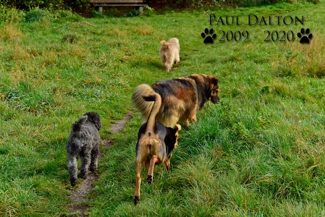 Paul Dalton 2009 - 2020, Ein Nachruf auf ein außergwöhnliches Wesen