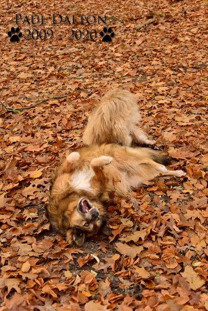 Paul Dalton 2009 - 2020, Ein Nachruf auf ein außergwöhnliches Wesen