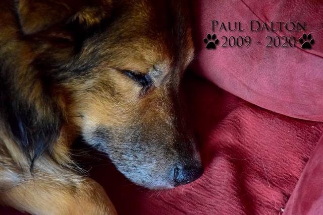 Paul Dalton 2009 - 2020, Ein Nachruf auf ein außergwöhnliches Wesen