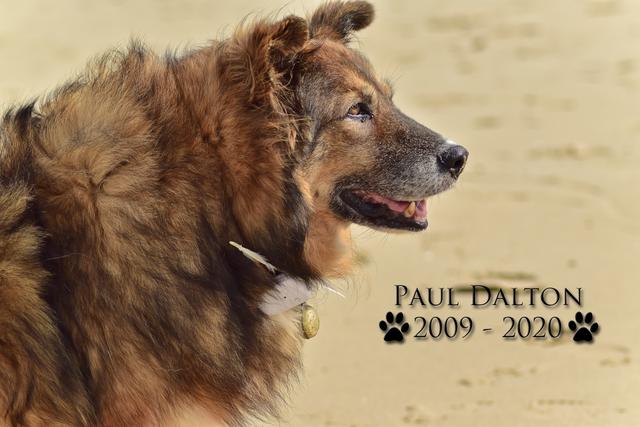 Paul Dalton 2009 - 2020, Ein Nachruf auf ein außergwöhnliches Wesen