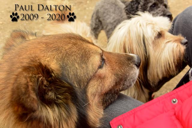 Paul Dalton 2009 - 2020, Ein Nachruf auf ein außergwöhnliches Wesen