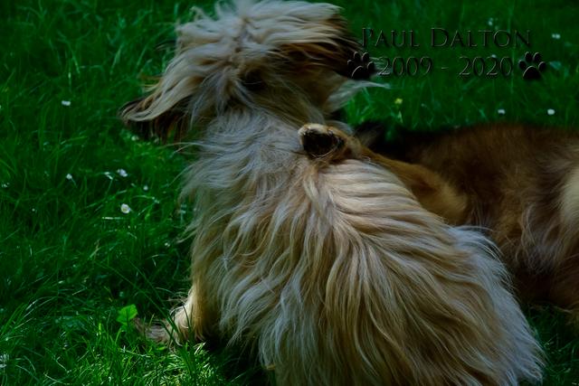 Paul Dalton 2009 - 2020, Ein Nachruf auf ein außergwöhnliches Wesen