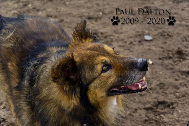 Paul Dalton 2009 - 2020, Ein Nachruf auf ein außergwöhnliches Wesen