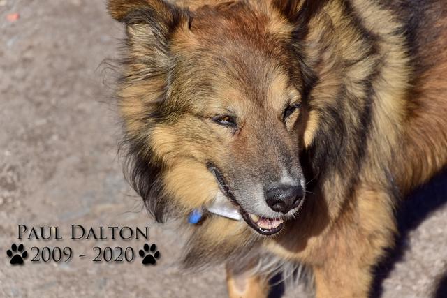 Paul Dalton 2009 - 2020, Ein Nachruf auf ein außergwöhnliches Wesen