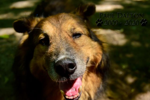 Paul Dalton 2009 - 2020, Ein Nachruf auf ein außergwöhnliches Wesen