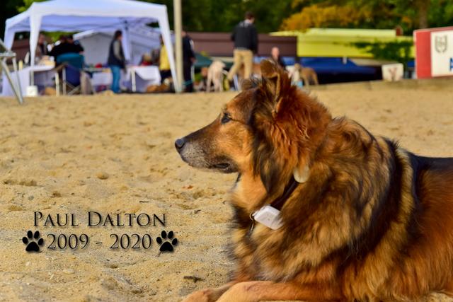 Paul Dalton 2009 - 2020, Ein Nachruf auf ein außergwöhnliches Wesen