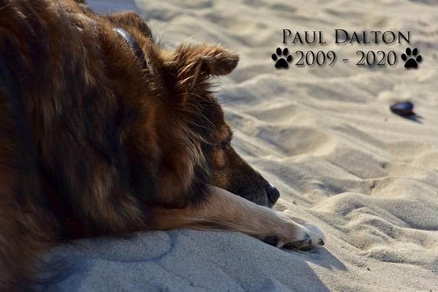 Paul Dalton 2009 - 2020, Ein Nachruf auf ein außergwöhnliches Wesen