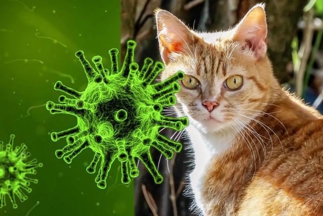 Dass man sich über eine infizierte Katze ansteckt, ist ziemlich unwahrscheinlich. | Foto: Archiv