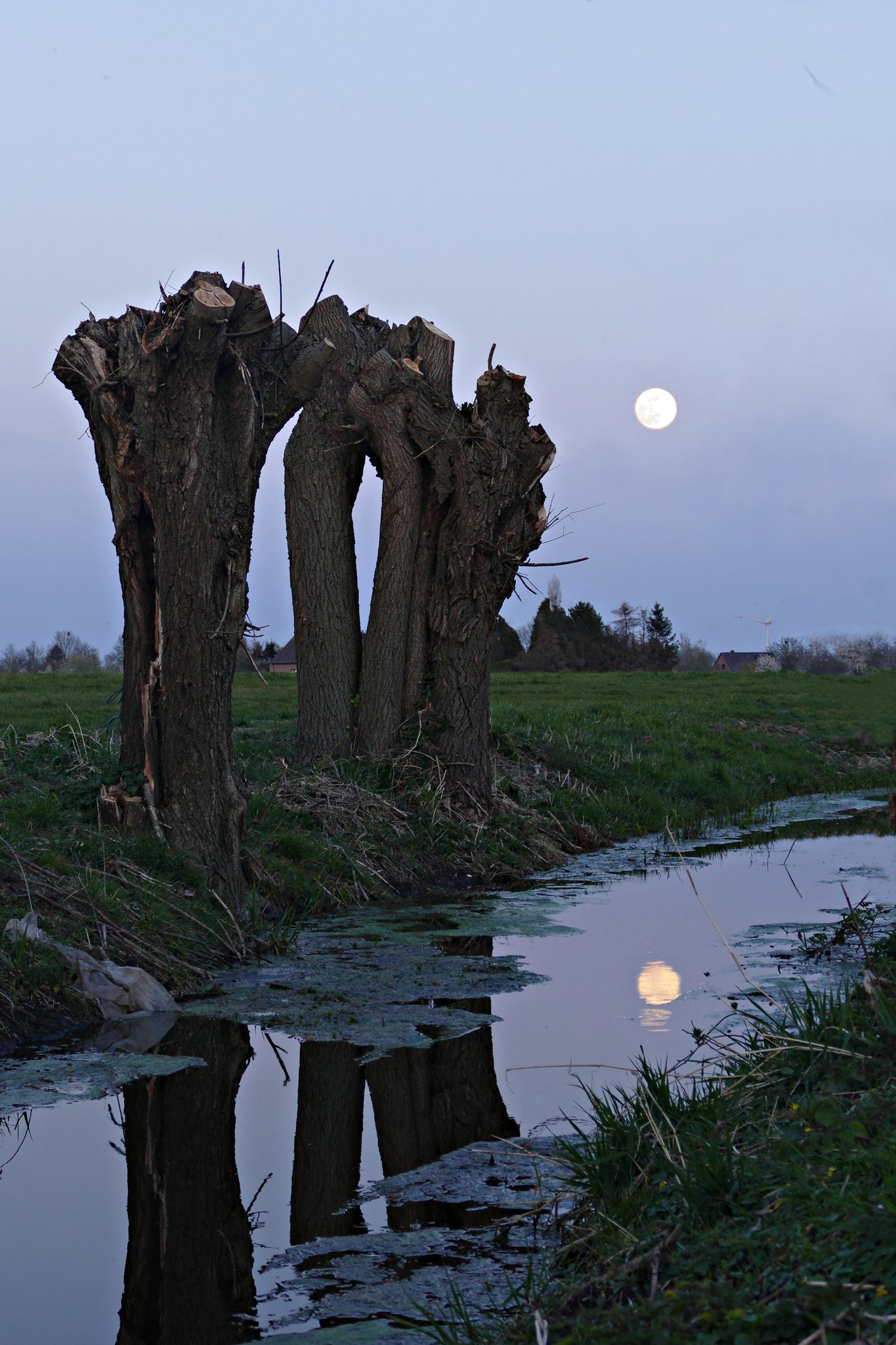 Frühlingsvollmond - Bedburg-Hau