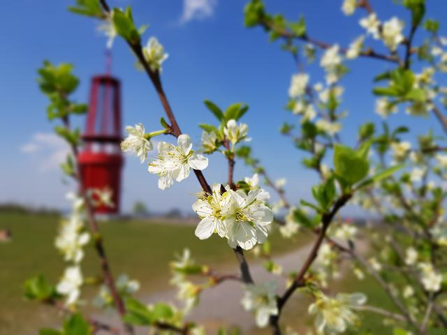 Frühling auf der Halde Rheinpreussen