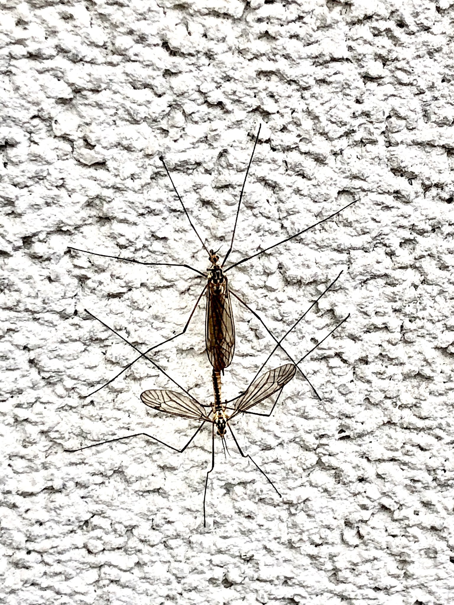 Im Vorübergehen fotografiert Das gibt viele neue Schnaken Bochum
