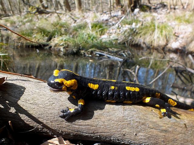 "Lurchi" in Gefahr: Der Feuersalamander droht in Dortmund auszusterben. Der Hautpilz Bsal breitet sich aus.