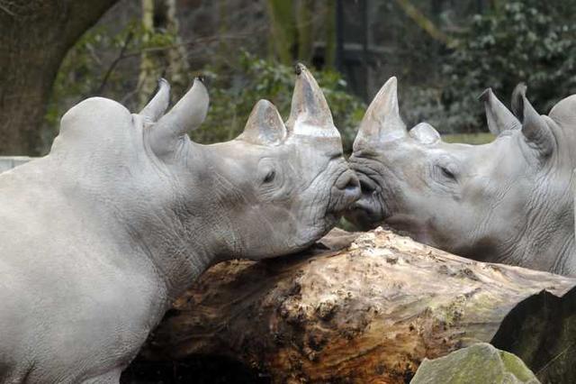 Die Tiere im Dortmunder Zoo können wieder ab Freitag besucht werden, jedoch müssen Besucher eine Maske tragen. Karten können online vorab gekauft werden und die Zahl der Besucher ist begrentzt.